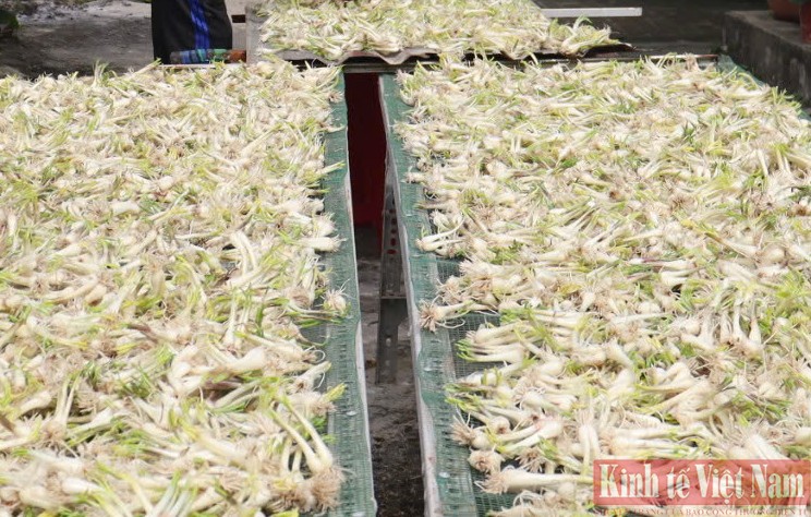 Đà Nẵng: Kiệu hương vào vụ Tết Đà Nẵng: Kiệu hương vào vụ Tết