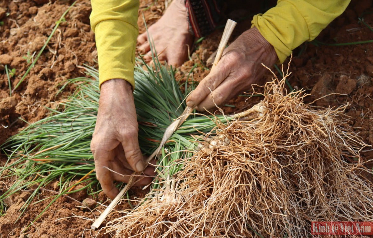 Đà Nẵng: Kiệu hương vào vụ Tết Đà Nẵng: Kiệu hương vào vụ Tết