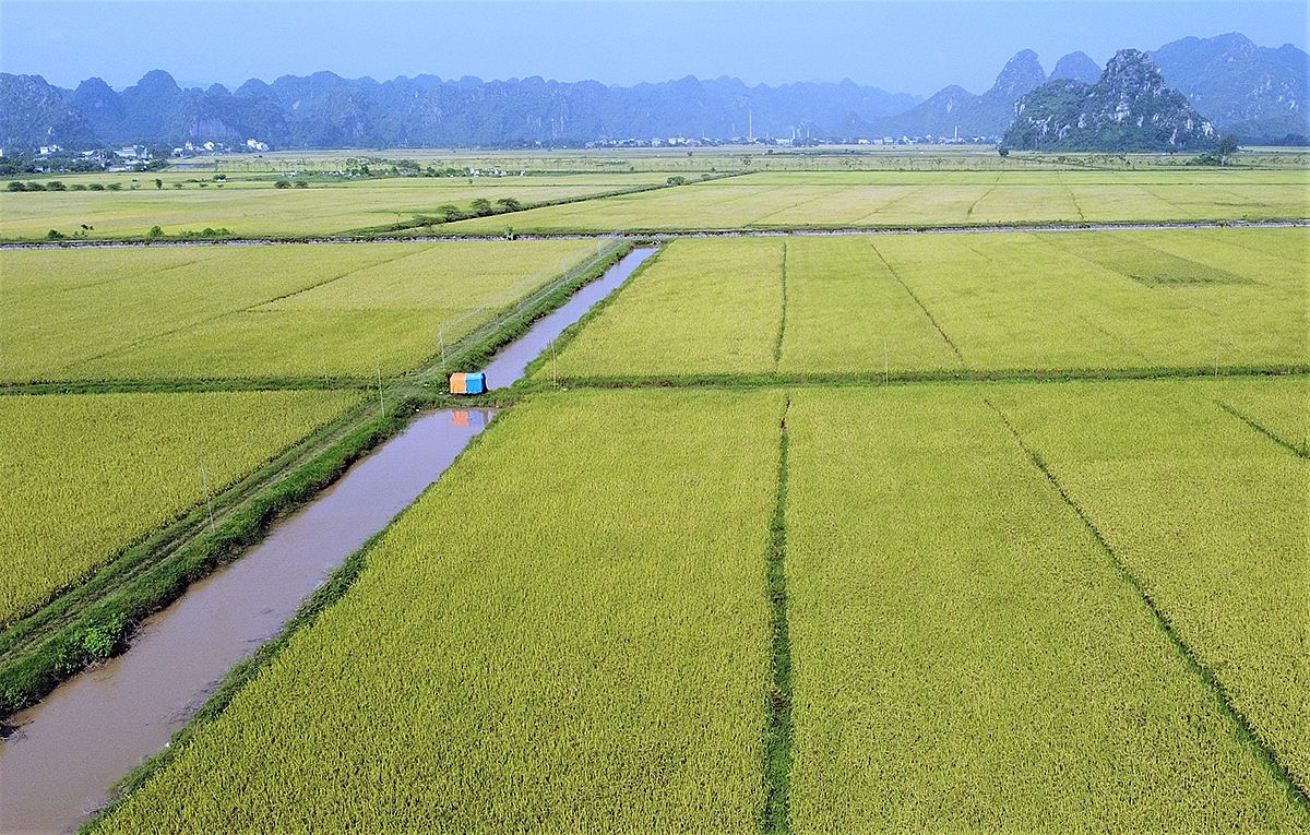 Phân bón là đầu vào không thể thiếu trong sản xuất nông nghiệp. (Ảnh: N.H) Phân bón là đầu vào không thể thiếu trong sản xuất nông nghiệp. (Ảnh: N.H)