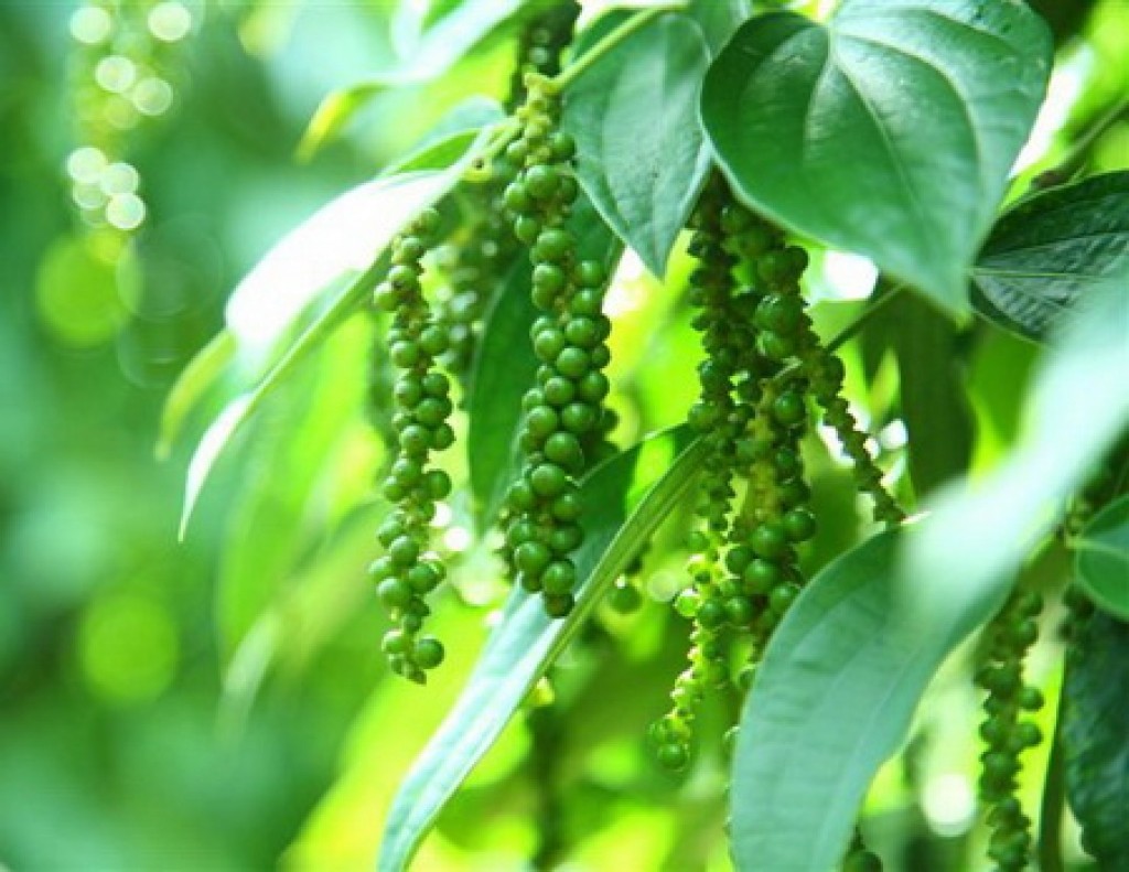 Trong tháng 10/2024, Việt Nam đã nhập khẩu một lượng lớn hồ tiêu. Ảnh: Hiệp hội hồ tiêu Việt Nam