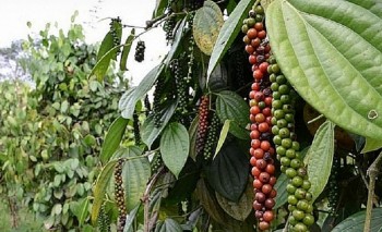 Giá tiêu hôm nay 13/11/2024: Lý giải nguyên nhân giá tiêu đồng loạt giảm mạnh?