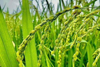 Giá lúa gạo hôm nay 13/11/2024: Giá lúa tăng 100 - 200 đồng/kg; giá gạo giảm 50-100 đồng/kg