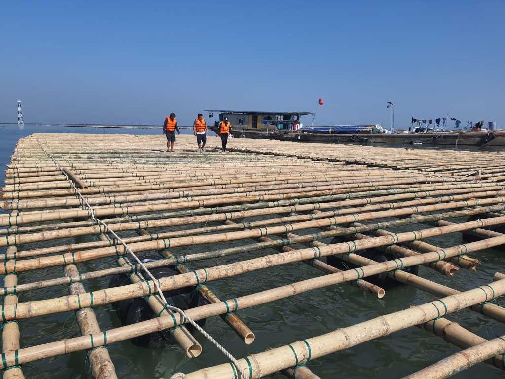 Xã viên HTX NTTS Bính Quý (xã Liên Vị, TX Quảng Yên) kiểm tra một bè nuôi hàu mới đầu tư trước khi chính thức đưa vào sản xuất. Xã viên HTX NTTS Bính Quý (xã Liên Vị, TX Quảng Yên) kiểm tra một bè nuôi hàu mới đầu tư trước khi chính thức đưa vào sản xuất.