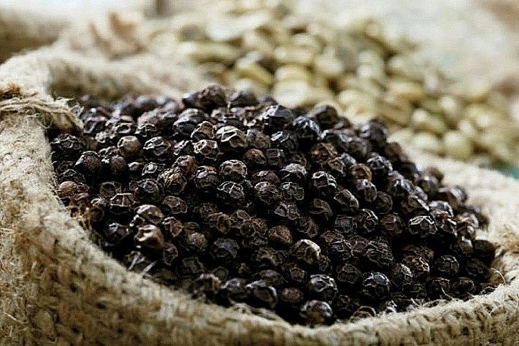Trong ngắn hạn, dự báo giá hồ tiêu thế giới sẽ biến động theo xu hướng giảm Trong ngắn hạn, dự báo giá hồ tiêu thế giới sẽ biến động theo xu hướng giảm