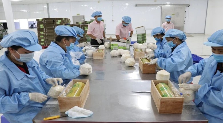 Dừa tươi Việt Nam có nhiều cơ hội tăng trưởng xuất khẩu tại thị trường Trung Quốc. Dừa tươi Việt Nam có nhiều cơ hội tăng trưởng xuất khẩu tại thị trường Trung Quốc.