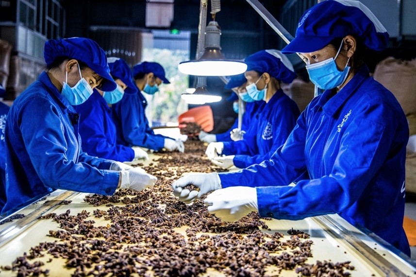 Hoạt động sản xuất tại Công ty Cổ phần Sản xuất và Xuất khẩu quế hồi Việt Nam. Ảnh: Yến Giang Hoạt động sản xuất tại Công ty Cổ phần Sản xuất và Xuất khẩu quế hồi Việt Nam. Ảnh: Yến Giang