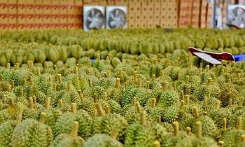 Sầu riêng Việt Nam chiếm hơn 44% tổng lượng nhập khẩu của Trung Quốc