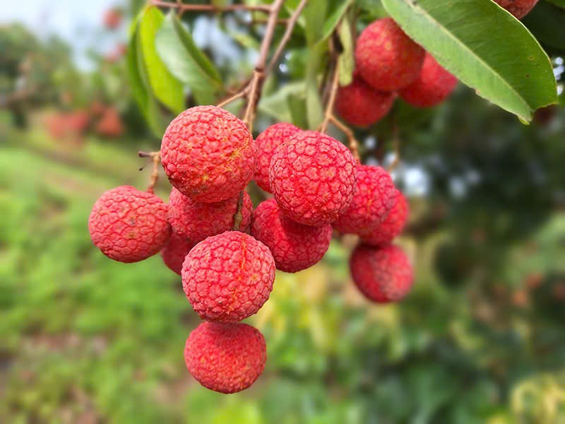 Vải thiều Thanh Hà. Ảnh minh họa Vải thiều Thanh Hà. Ảnh minh họa