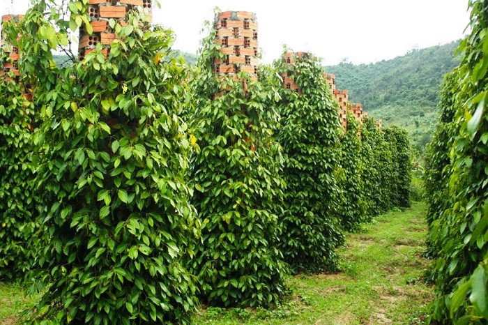sản lượng năm 2025 tiếp tục giảm, dự báo giá hồ tiêu vụ 2025 sẽ cao hơn vụ 2024 sản lượng năm 2025 tiếp tục giảm, dự báo giá hồ tiêu vụ 2025 sẽ cao hơn vụ 2024