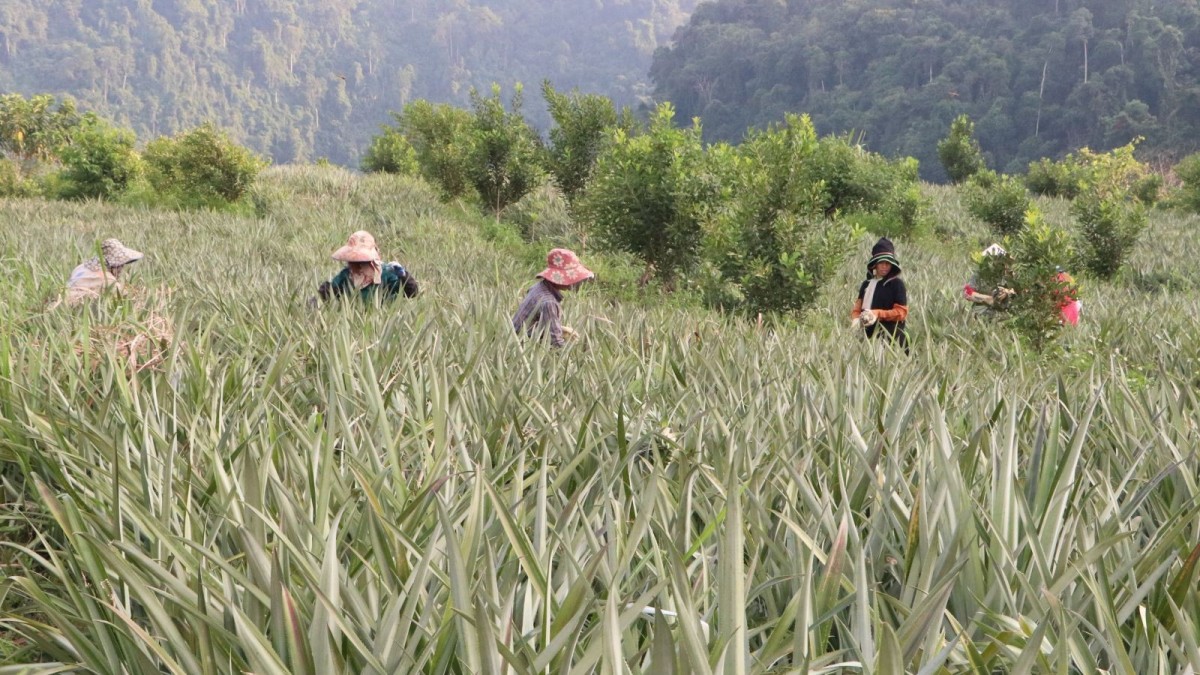 Vùng nguyên liệu trồng dứa ở Lai Châu Vùng nguyên liệu trồng dứa ở Lai Châu