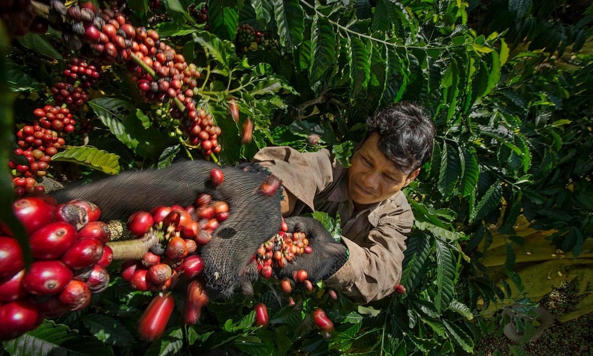 Cà phê Việt Nam là một trong những sản phẩm được thị trường ASEAN ưa chuộng - Ảnh: Tiến Anh Cà phê Việt Nam là một trong những sản phẩm được thị trường ASEAN ưa chuộng - Ảnh: Tiến Anh