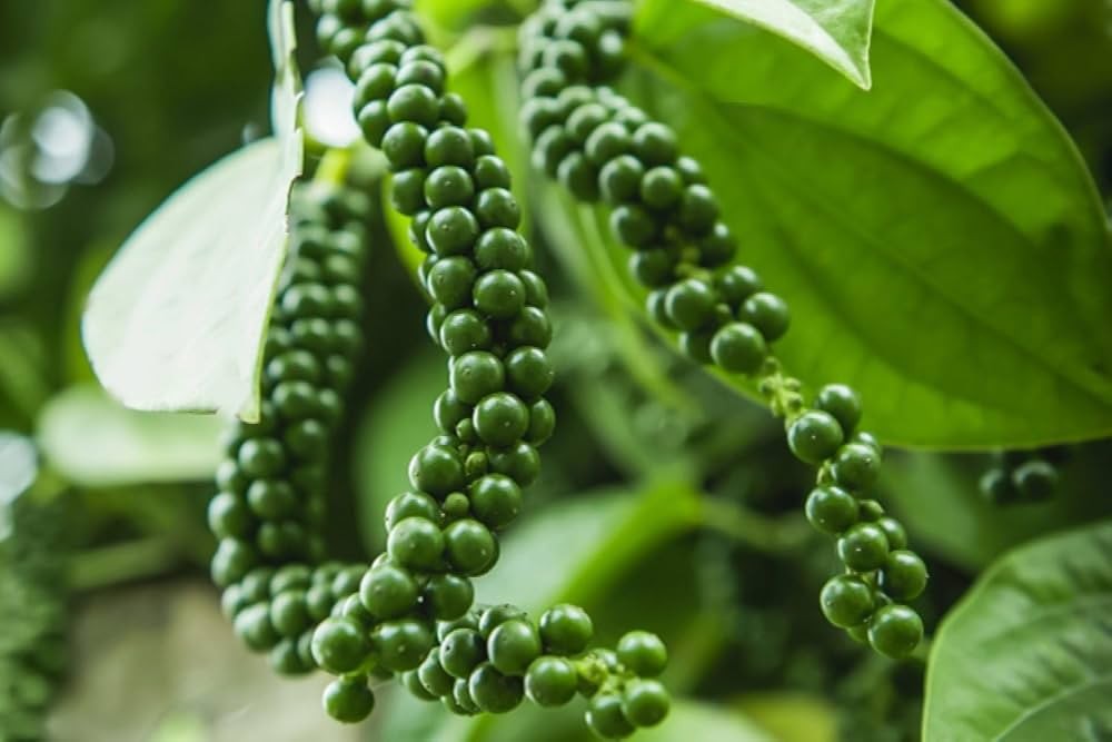 thị trường hồ tiêu Việt Nam đã chứng kiến những biến động đáng kể thị trường hồ tiêu Việt Nam đã chứng kiến những biến động đáng kể