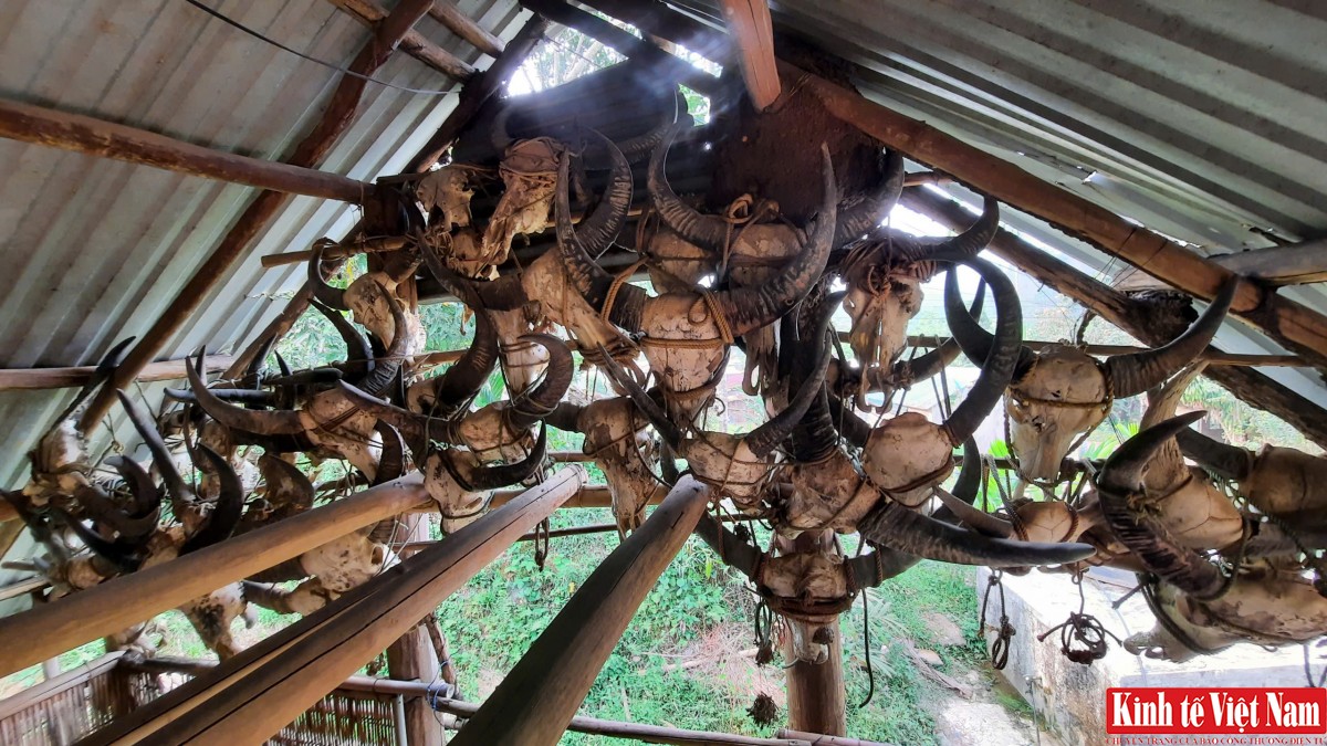 Đâm trâu chữa bệnh khiến cho nhiều gia đình lâm vào nợ nần Đâm trâu chữa bệnh khiến cho nhiều gia đình lâm vào nợ nần