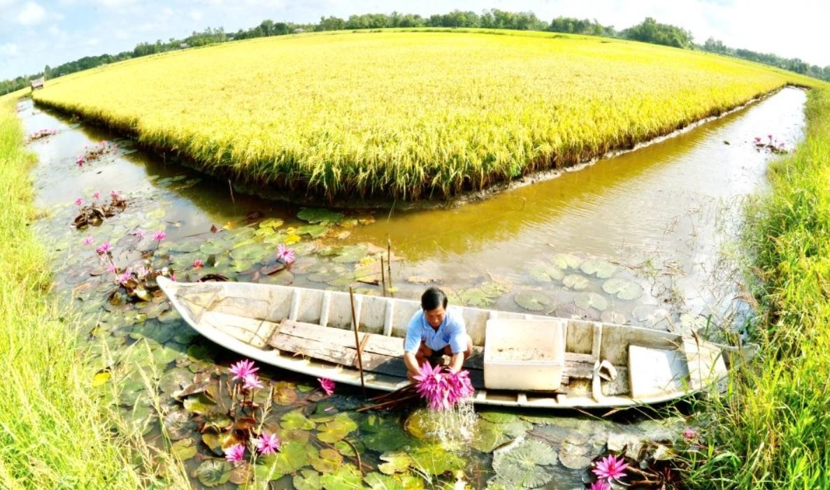 Mô hình sản xuất lúa - tôm kết hợp nuôi cá đồng và trồng bông súng tại huyện Hồng Dân. Ảnh: Báo Bạc Liêu