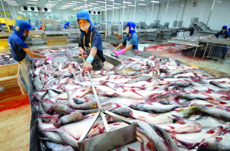 Hà Lan là thị trường tiêu thụ cá tra Việt Nam nhiều nhất trong khối EU Hà Lan là thị trường tiêu thụ cá tra Việt Nam nhiều nhất trong khối EU