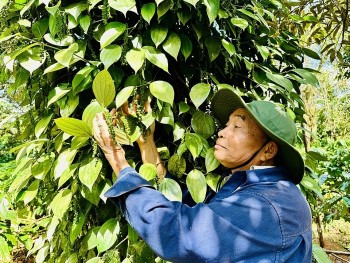 Giá tiêu hôm nay 19/11/2024: Khởi động tuần mới giá tiêu thế nào?