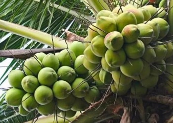 Giải mã nguyên nhân khiến giá dừa xuất khẩu lập đỉnh