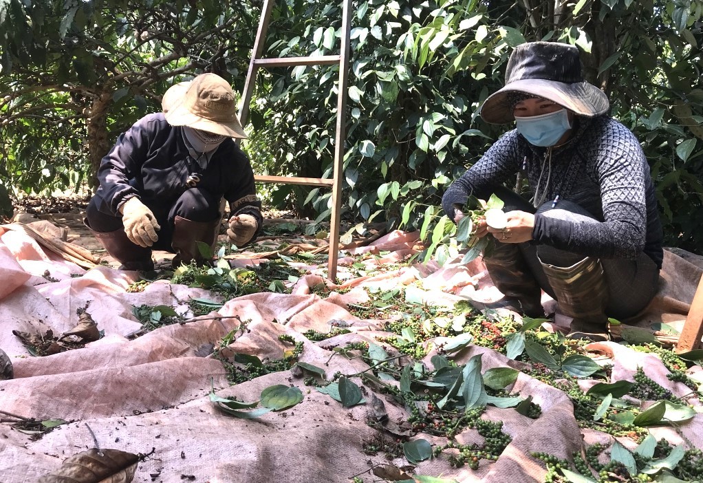 giá tiêu hôm nay ngày 21/11/2024 giá tiêu hôm nay ngày 21/11/2024