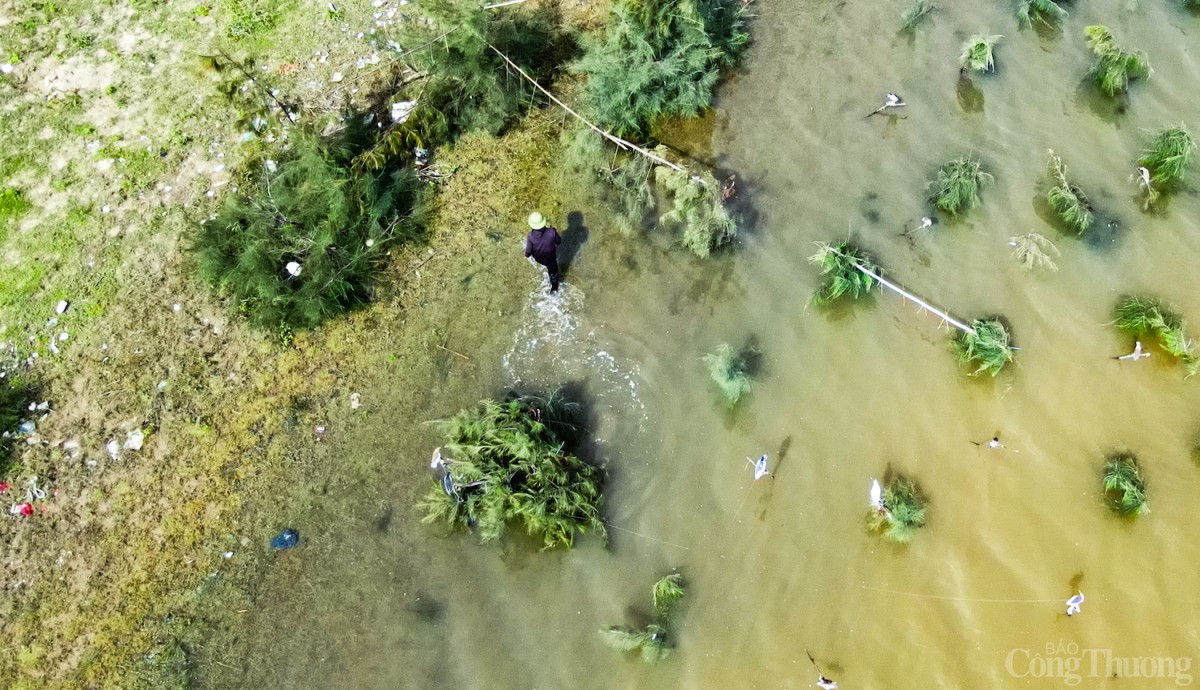 Mỗi “trận địa” bẫy có khoảng 10 con mồi là chim thật.