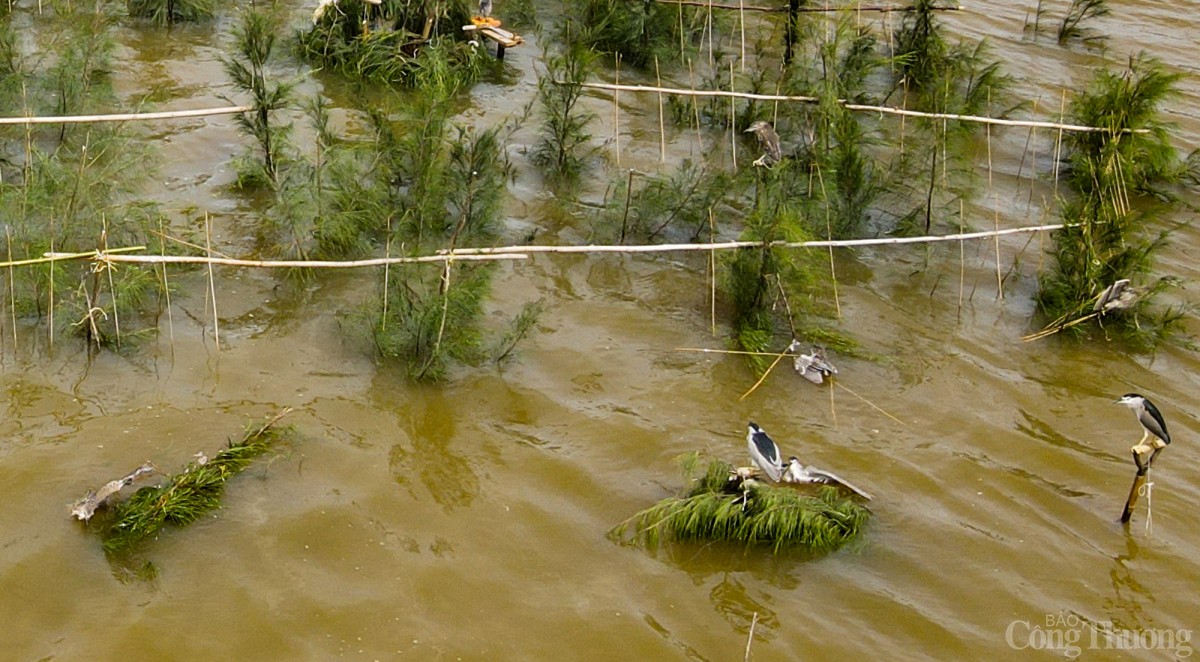 Đàn chim dính bẫy rất nhiều