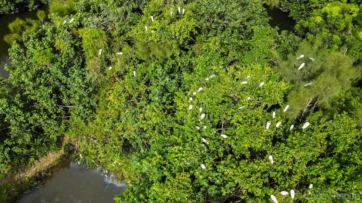Bẫy được giăng khắp nơi nên chỉ cần chim trời hạ xuống là không có lối thoát.
