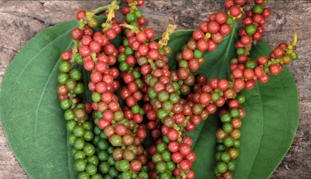 Giá tiêu trong nước bất ngờ tăng mạnh, vượt mốc 140.000 đồng/kg Giá tiêu trong nước bất ngờ tăng mạnh, vượt mốc 140.000 đồng/kg