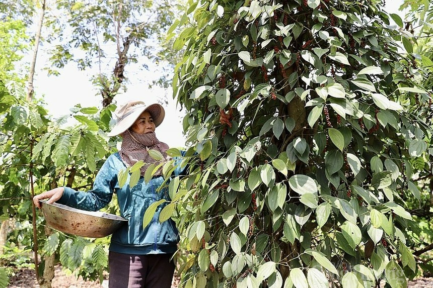 Giá tiêu đồng loạt giảm tại các vùng trọng điểm. vnbusiness Giá tiêu đồng loạt giảm tại các vùng trọng điểm. vnbusiness