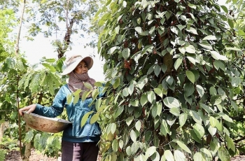 Tín hiệu tích cực cho xuất khẩu hồ tiêu Việt Nam
