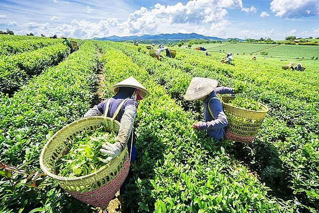 Tháng 11/2024, xuất khẩu chè sang nhiều thị trường giảm 2 con số Tháng 11/2024, xuất khẩu chè sang nhiều thị trường giảm 2 con số