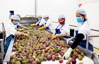 ‘Rộng cửa’ xuất khẩu trái cây chính ngạch sang thị trường Trung Quốc