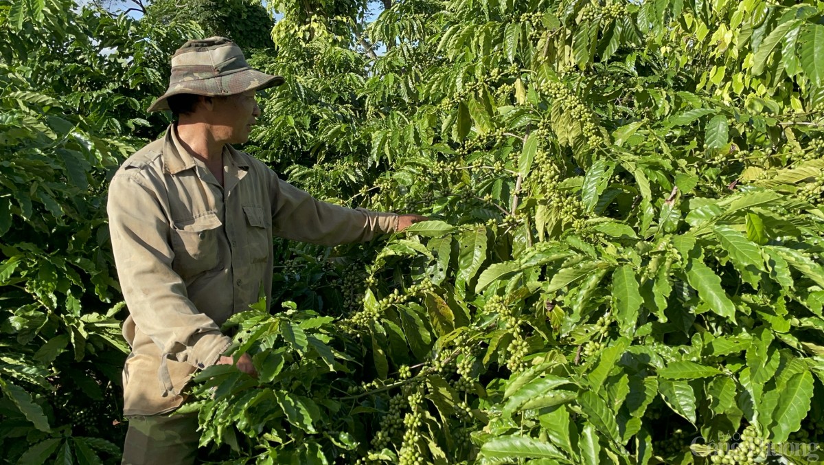 Người dân thăm vườn cà phê tại Buôn Mê Thuột, Đắk Lai Người dân thăm vườn cà phê tại Buôn Mê Thuột, Đắk Lai