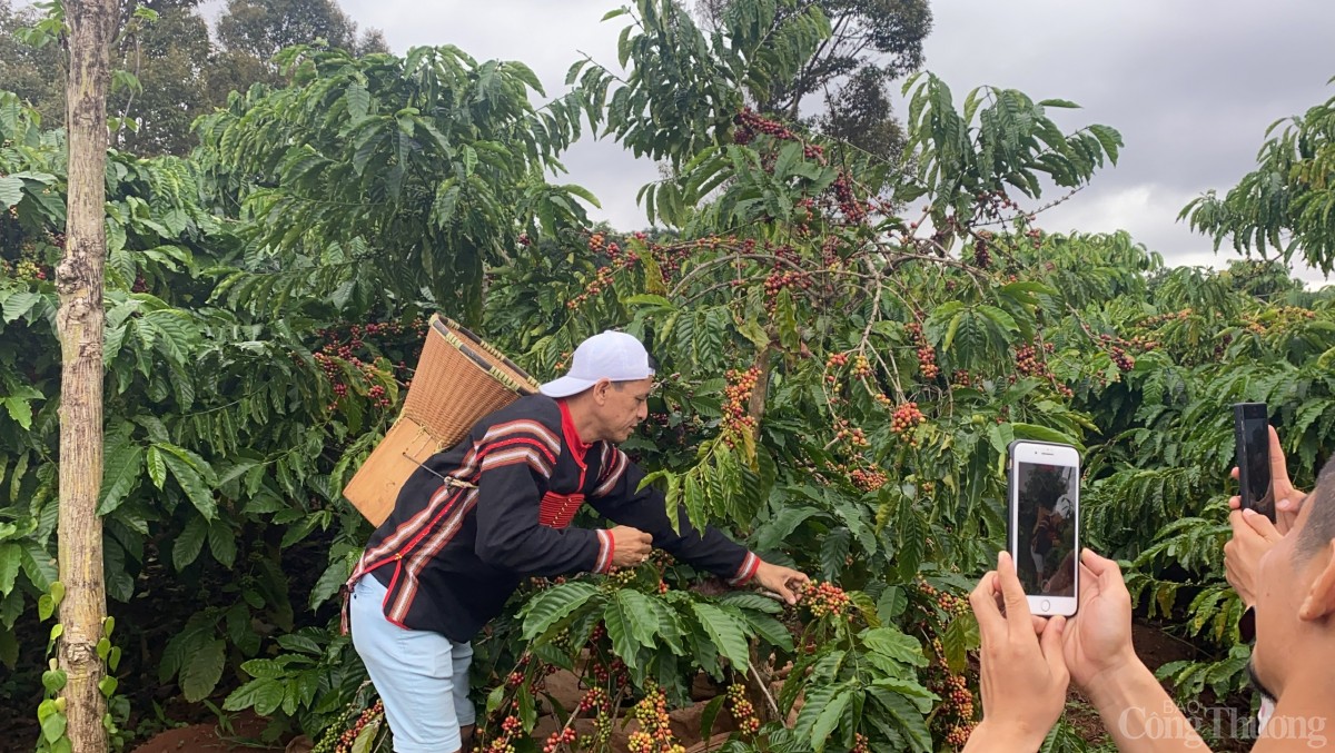 Người dân thu hoạch cà phê chính tại tỉnh Gia Lai