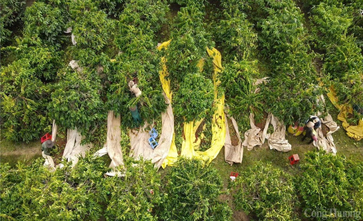 Giá cà phê trong nước ngày mai 10/12/2024 dự báo sẽ tiếp tục tăng