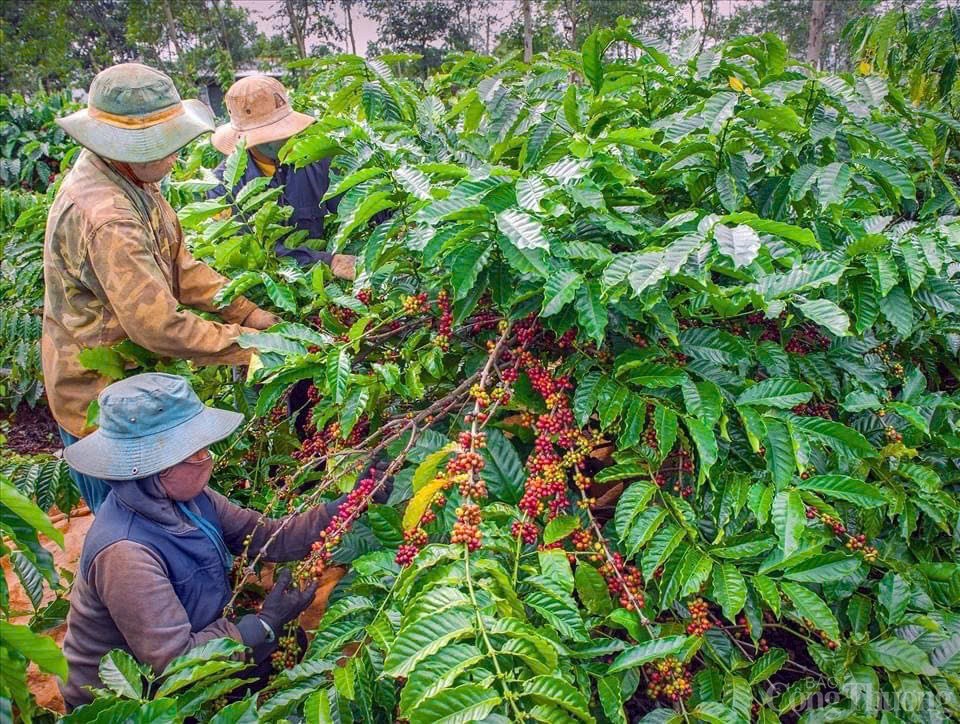 Thu hoạch cà phê tại Lâm Đồng