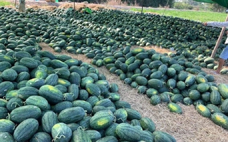 Giá nông sản hôm nay 25/11/2024: Giá dưa hấu giảm hơn một nửa; mãng cầu xiêm ở Hậu Giang tăng cao Giá nông sản hôm nay 25/11/2024: Giá dưa hấu giảm hơn một nửa; mãng cầu xiêm ở Hậu Giang tăng cao