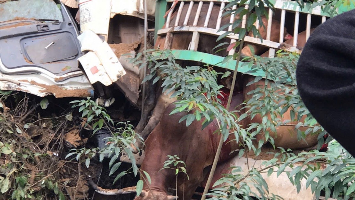 undefined Xe tải chở bò lao xuống vực 30 con lao khỏi thùng xe