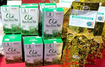 Tuyên Quang: Chè Shan Khau Mút Thổ Bình được cấp chứng nhận hữu cơ