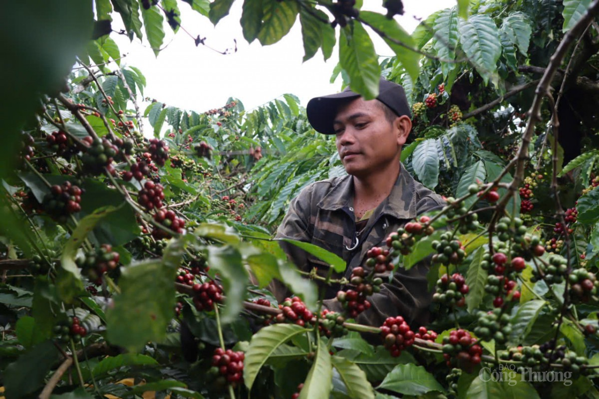 Cà phê Robusta cao nhất trong 7 tuần Cà phê Robusta cao nhất trong 7 tuần