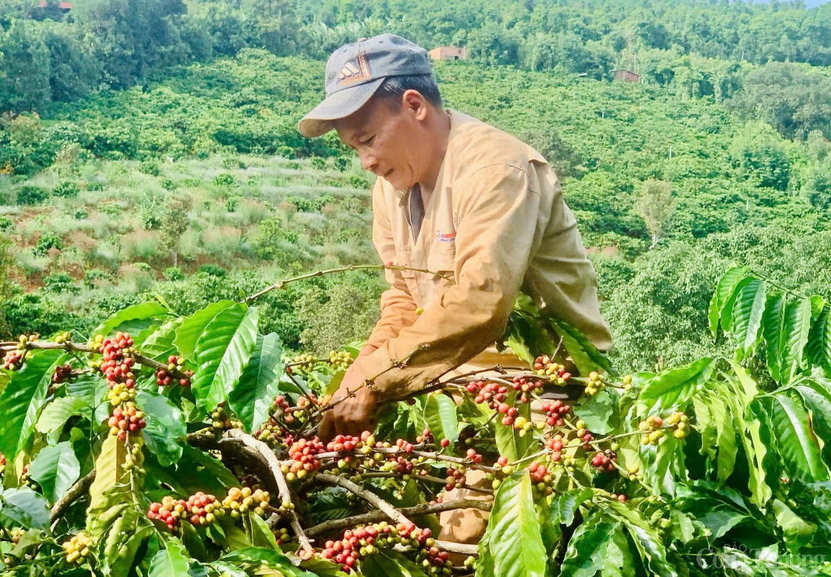 Cà phê chín rộ, nông dân Gia Lai hối hả vào vụ thu hoạch