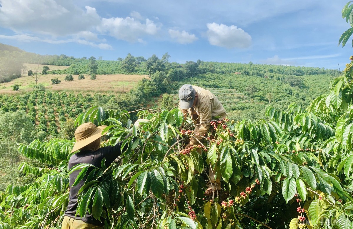 Cà phê chín rộ, nông dân Gia Lai hối hả vào vụ thu hoạch