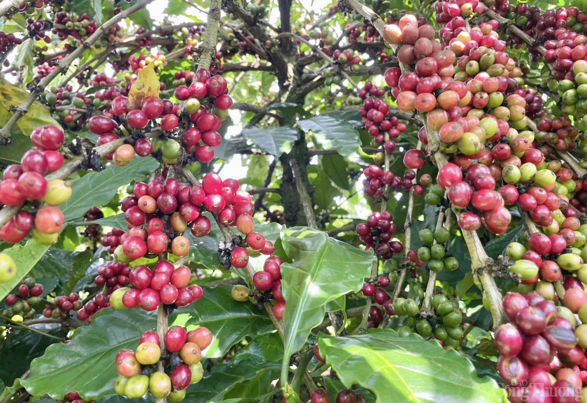 Cà phê chín rộ, nông dân Gia Lai hối hả vào vụ thu hoạch