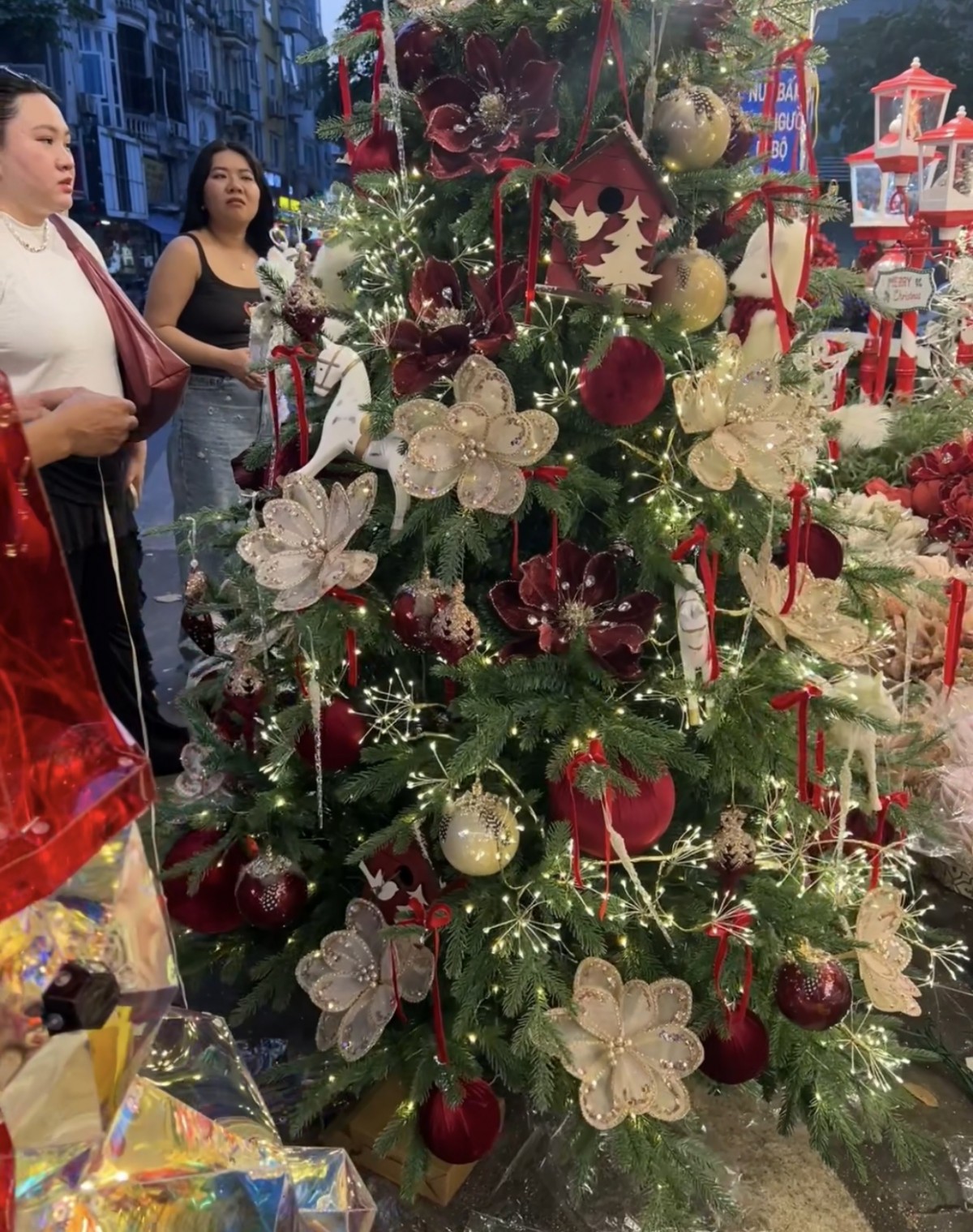Hà Nội: Cây thông thật ‘cháy’ hàng trước lễ Giáng sinh Hà Nội: Cây thông thật ‘cháy’ hàng trước lễ Giáng sinh