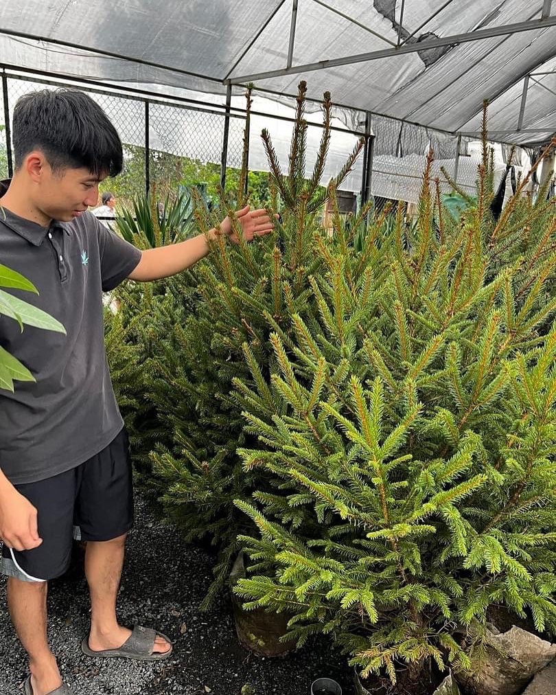 Xu hướng sống xanh khiến thông thật hút khách. Ảnh: Phạm Trung Thiện Xu hướng sống xanh khiến thông thật hút khách. Ảnh: Phạm Trung Thiện