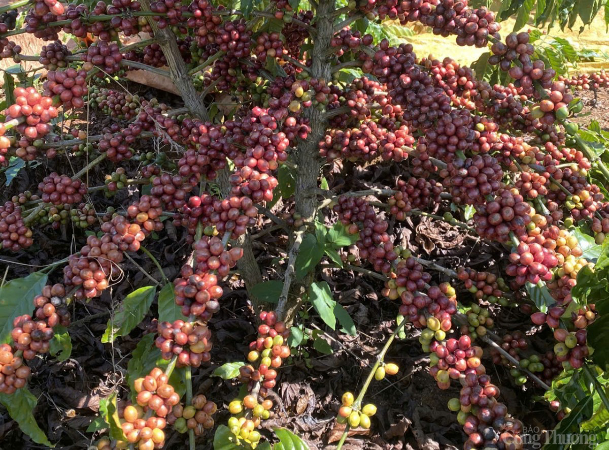 Cà phê chín rộ, người dân ở Tây Nguyên hối hả vào vụ thu hoạch Cà phê chín rộ, người dân ở Tây Nguyên hối hả vào vụ thu hoạch