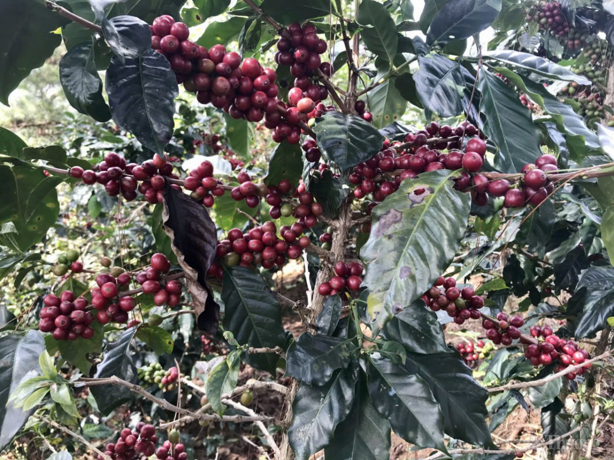 Cà phê chín rộ, người dân ở Tây Nguyên hối hả vào vụ thu hoạch Cà phê chín rộ, người dân ở Tây Nguyên hối hả vào vụ thu hoạch