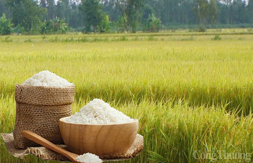 Giá lúa gạo hôm nay ngày 28/11: Gạo thơm - dẻo đẹp giá cao, nông dân neo giá lúa cao