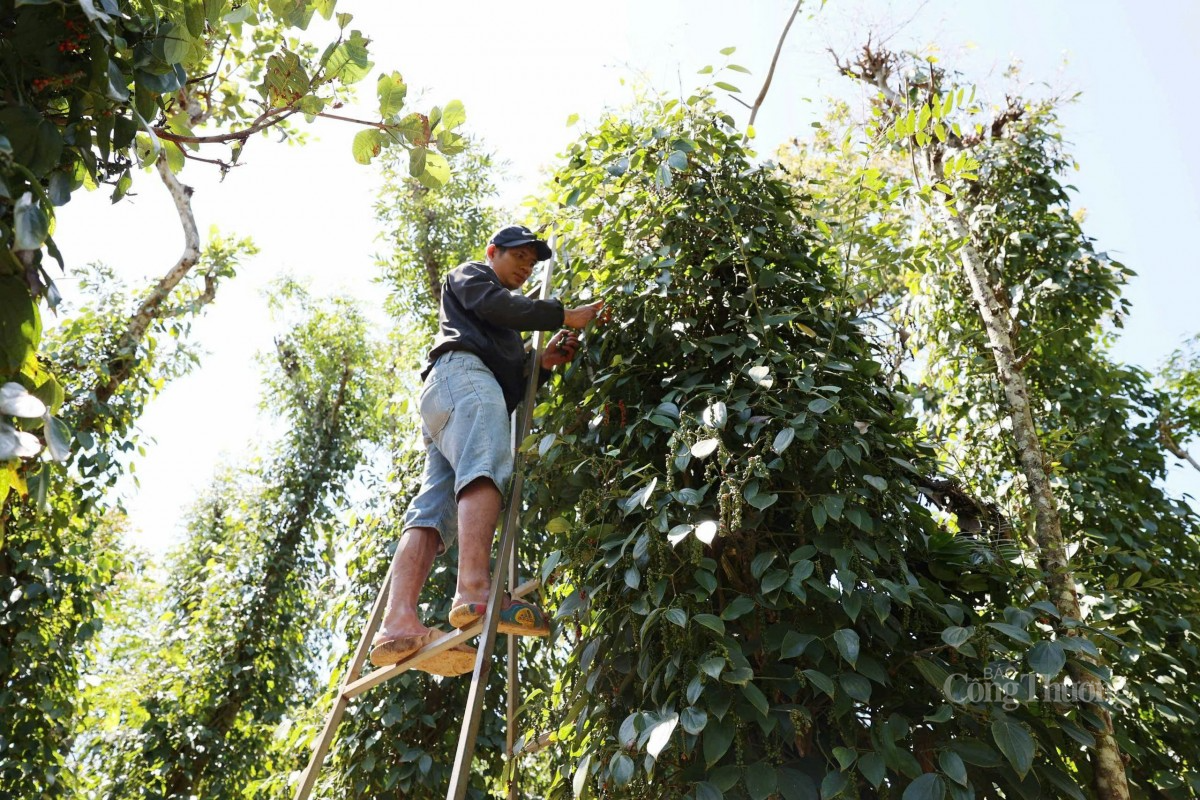 Người dân đang thu hái hồ tiêu tại vườn.