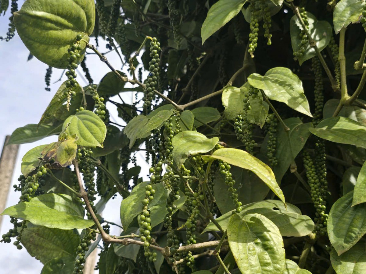 giá tiêu hôm nay 29/11/2024 giá tiêu hôm nay 29/11/2024