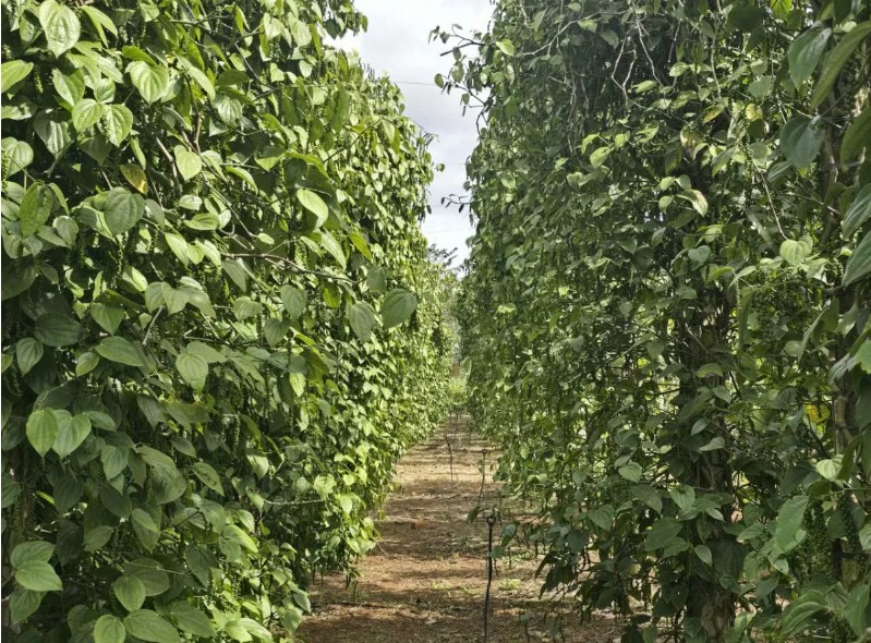 Lượng hồ tiêu Việt Nam nhập khẩu vào Hoa Kỳ tăng mạnh