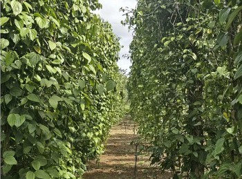 Lượng hồ tiêu Việt Nam nhập khẩu vào Hoa Kỳ tăng mạnh